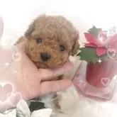 ティーカッププードル