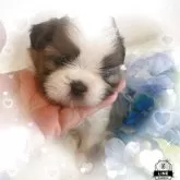 シーズー