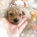 ティーカッププードル【愛媛県・女の子・2025年10月29日・クリーム】の写真3
