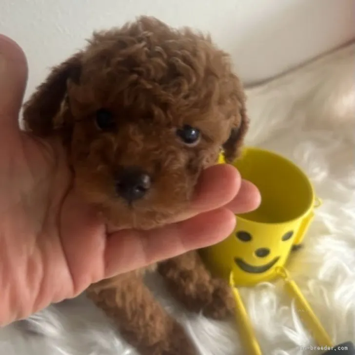 H.H 様のお迎えした子犬