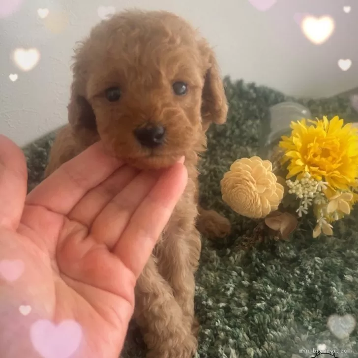 ID：2405-04015の子犬