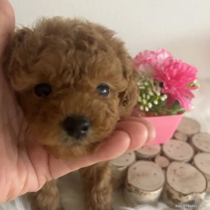 ゆりん 様のお迎えした子犬