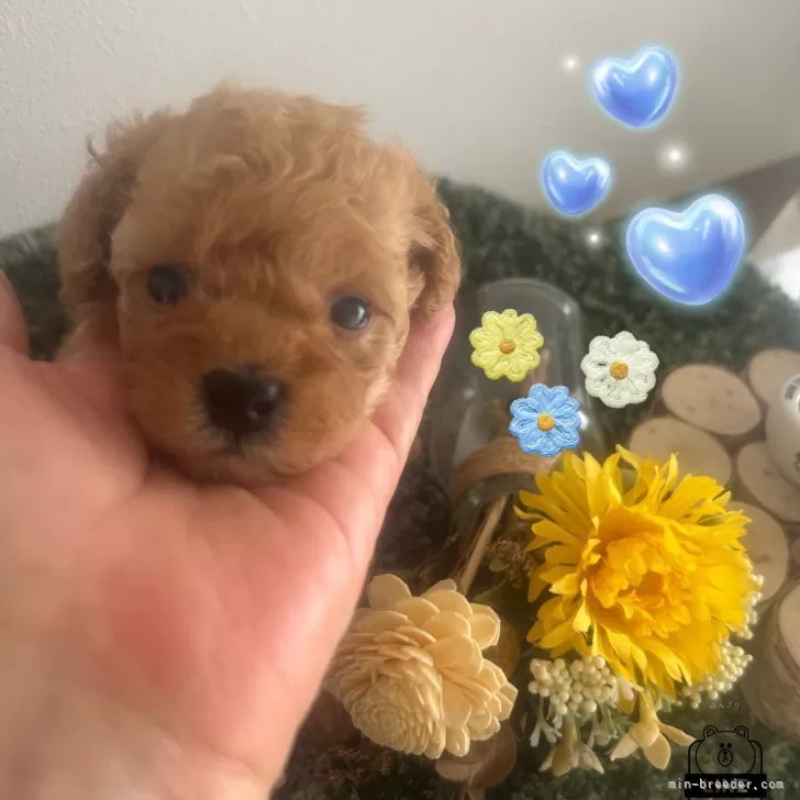 ID:2405-04014の子犬