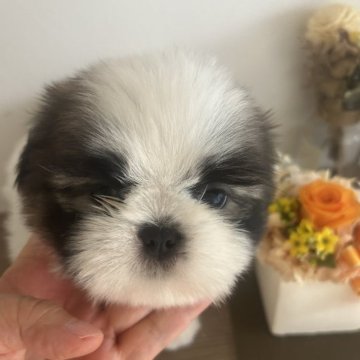 シーズー【愛媛県・男の子・2023年7月19日・ホワイトゴールド】の写真「毛が抜けにくく賢いシーズーちゃんです」