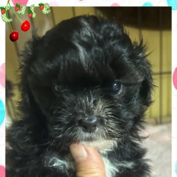 シープー(トイプードル×シーズー)【愛媛県・男の子・2023年10月25日・ブラック】の写真「鼻が短く目が大きいプードル系」