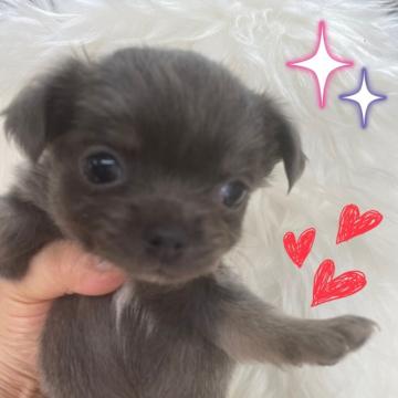 チワワ(ロング)【愛媛県・女の子・2022年7月13日・ブルーですが、チョコが出てきて、イザベラぽい女の子】の写真「珍しいカラー。胸にチャームポイント白い毛」