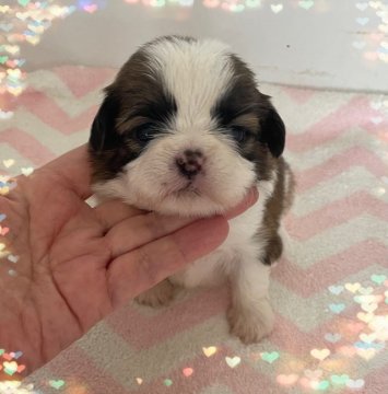 プードル×シーズー【愛媛県・女の子・2022年3月12日・ゴールド&ホワイト】の写真「大人しく、飼いやすいMIXちゃんです。」