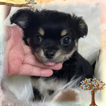 チワワ(ロング)【愛媛県・男の子・2022年2月8日・ブラックタン&ホワイト】の写真「直ぐ連れて帰れる、とても元気な男の子です。」