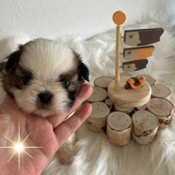 シーズー【愛媛県・女の子・2023年3月6日・ホワイト&ゴールド】の写真「毛が抜けにくく賢いシーズーちゃんです。」