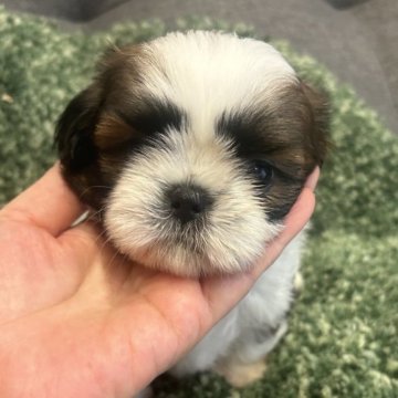 シーズー【愛媛県・女の子・2023年6月11日・ホワイトゴールド】の写真「大人しく賢いシーズーちゃんです」