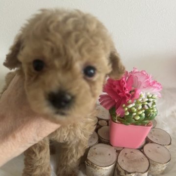 トイプードル(タイニー)【愛媛県・女の子・2023年3月20日・アプリコット】の写真「ベージュみたいなアプリコットです。」