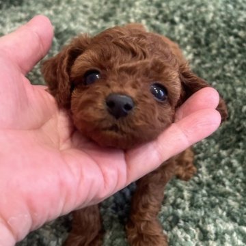 トイプードル(ティーカップ)【愛媛県・女の子・2023年5月24日・レッド】の写真「お顔ね可愛い女の子です、」