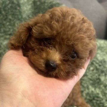 トイプードル(ティーカップ)【愛媛県・男の子・2023年5月24日・アプリコット】の写真「お顔の可愛い小さな男の子」