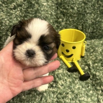 シーズー【愛媛県・男の子・2023年5月10日・ホワイトゴールド】の写真「大人しくく飼いやすいシーズーちゃんです。」