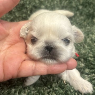 ペキニーズ【愛媛県・女の子・2023年12月31日・ホワイト】の写真「兄弟の中で1番小さい女の子です。」