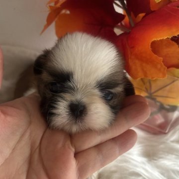 シーズー【愛媛県・女の子・2023年10月29日・ゴールドホワイト】の写真「兄弟の中で1番小さい小粒ちゃんです。」