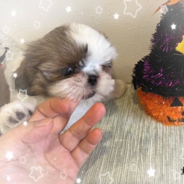 シーズー【愛媛県・男の子・2024年8月21日・ゴールドホワイト】の写真「最終お値下げしました。」