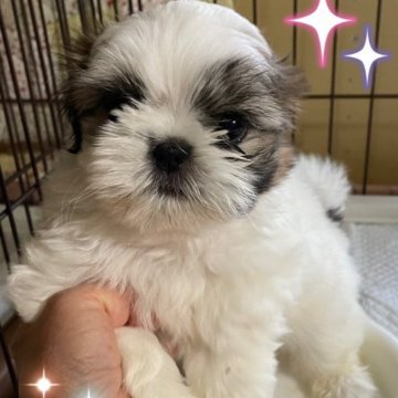 シーズー【愛媛県・男の子・2022年11月14日・ホワイト&ゴールド】の写真「大人しく飼いやすいシーズーちゃんです。」