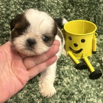 シーズー【愛媛県・女の子・2023年5月10日・ホワイトゴールド】の写真「大人しくく、飼いやすいシーズーちゃんです。」