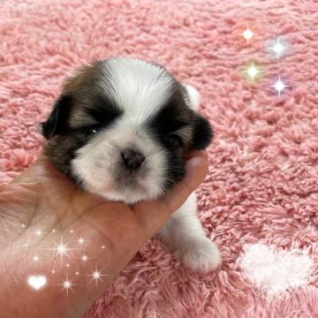 シーズー【愛媛県・男の子・2022年7月9日・ゴールド&ホワイト】の写真「ワクチン接種込です。」