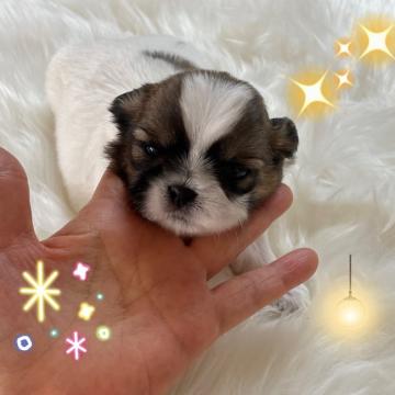 シーズー【愛媛県・男の子・2022年10月3日・ホワイト&ゴールド】の写真「大人しく飼いやすいシーズーちゃんです。」