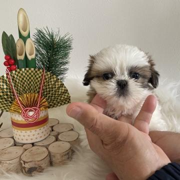 シーズー【愛媛県・女の子・2022年11月14日・ホワイト&ゴールド】の写真「大人しく飼いやすいシーズーちゃんです。」