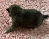 柴犬(標準サイズ)【愛媛県・女の子・2022年11月9日・ごま】の写真3