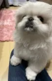 ペキニーズ【愛媛県・女の子・2022年11月12日・ホワイト】の写真4