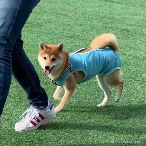 ドックランでのしつけ教室から｜浅野　純子(あさの　じゅんこ)ブリーダー(静岡県・ミニチュアシュナウザーなど・JKC/日本犬保存会登録)の紹介写真3