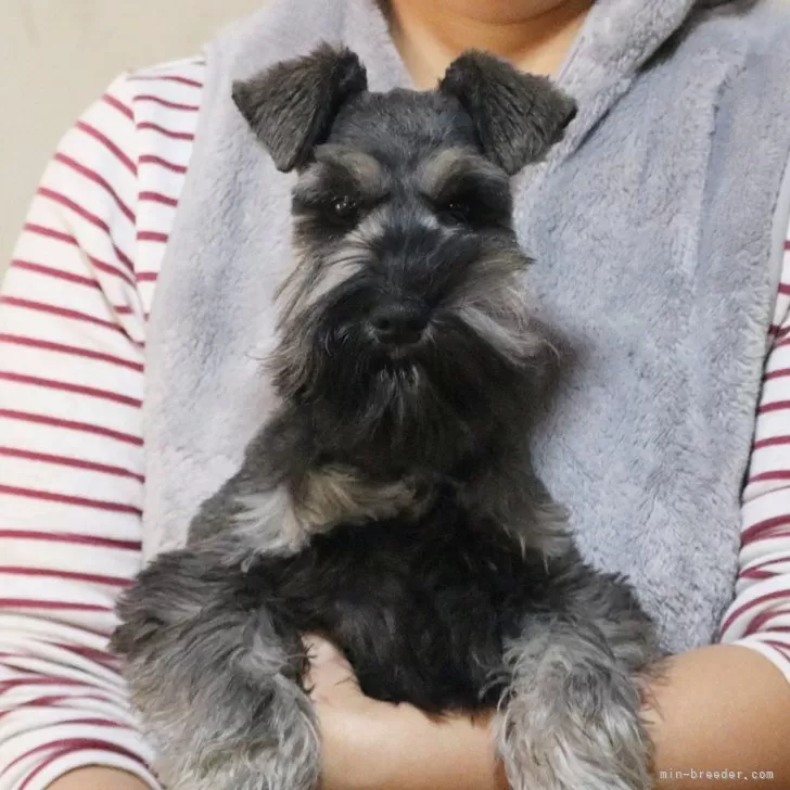 ID：2412-04488の子犬