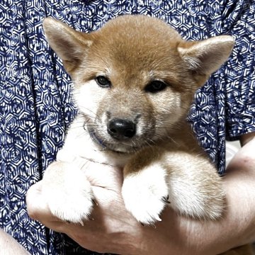 柴犬(標準サイズ)【静岡県・男の子・2025年5月10日・赤毛】の写真「噛み合わせ、オーバーショットです。」