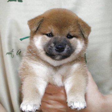 柴犬(標準サイズ)【静岡県・男の子・2025年5月10日・赤毛】の写真「噛み合わせ、オーバーショットです。」