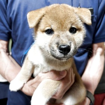 柴犬(標準サイズ)【静岡県・男の子・2025年5月10日・赤毛】の写真「しっかりした男の子です。」