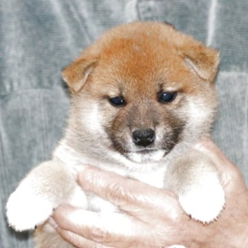 柴犬(標準サイズ)【静岡県・男の子・2025年10月24日・赤毛】の写真「コロコロムチムチしたかわいい子です。」