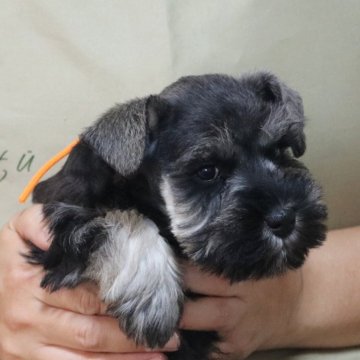 ミニチュアシュナウザー【静岡県・女の子・2024年11月24日・ソルト&ペッパー】の写真「お顔立ちのはっきりとした活発な女の子です★」