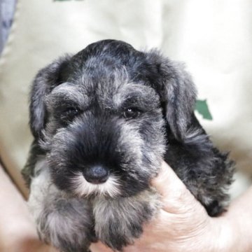 ミニチュアシュナウザー【静岡県・女の子・2025年6月29日・ソルト&ペッパー】の写真「ご希望でしたら見学当日お引き渡し可能です。」