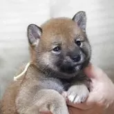 柴犬(標準サイズ)【静岡県・男の子・2025年5月10日・赤毛】の写真1