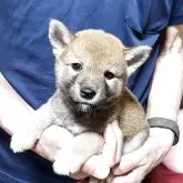 柴犬(標準サイズ)