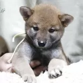 柴犬(標準サイズ)