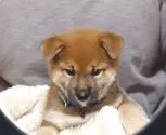 柴犬(標準サイズ)【静岡県・女の子・2025年4月6日・赤毛】の写真3