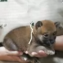 柴犬(標準サイズ)【静岡県・男の子・2025年5月10日・赤毛】の写真4
