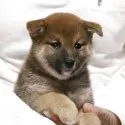 柴犬(標準サイズ)【静岡県・女の子・2025年4月6日・赤毛】の写真3