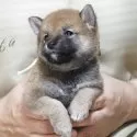 柴犬(標準サイズ)【静岡県・男の子・2025年5月10日・赤毛】の写真3