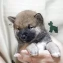 柴犬(標準サイズ)【静岡県・男の子・2025年5月10日・赤毛】の写真2