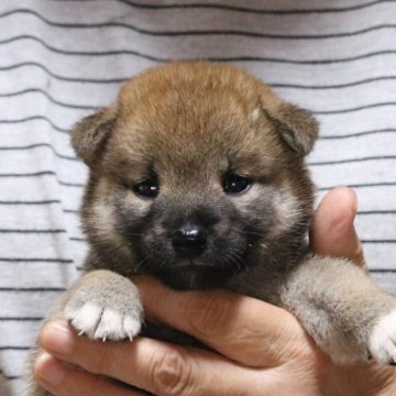 柴犬(標準サイズ)【静岡県・女の子・2024年8月5日・赤毛】の写真「とっても可愛い女の子です」