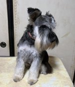 ミニチュアシュナウザー【・男の子・2023年5月25日・ソルト&ペッパー】