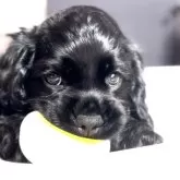 アメリカンコッカースパニエル【北海道・男の子・2024年6月21日・ブラック】の写真1