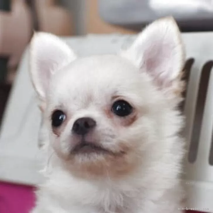 ID：2506-01101の子犬