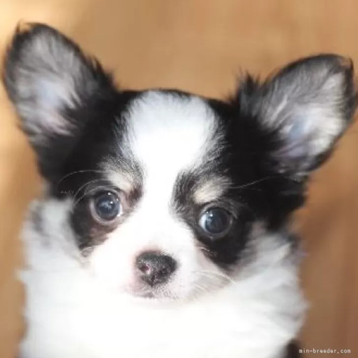 ID:2503-06317の子犬
