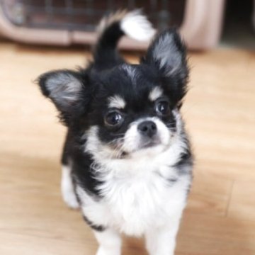 チワワ(ロング)【千葉県・男の子・2025年9月28日・ブラックタン&ホワイト】の写真「遊ぶの大好きな僕です」